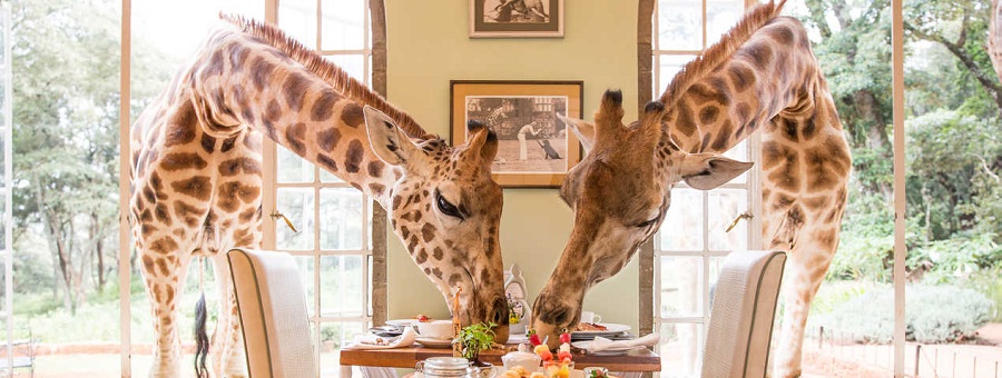 Giraffe Manor in Nairobi